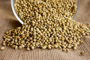 Coriander